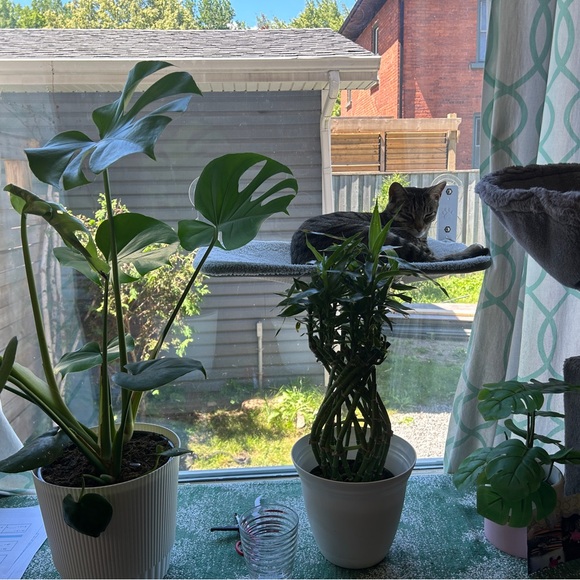 Meet your Posher, Julia - Picture 2 of 2